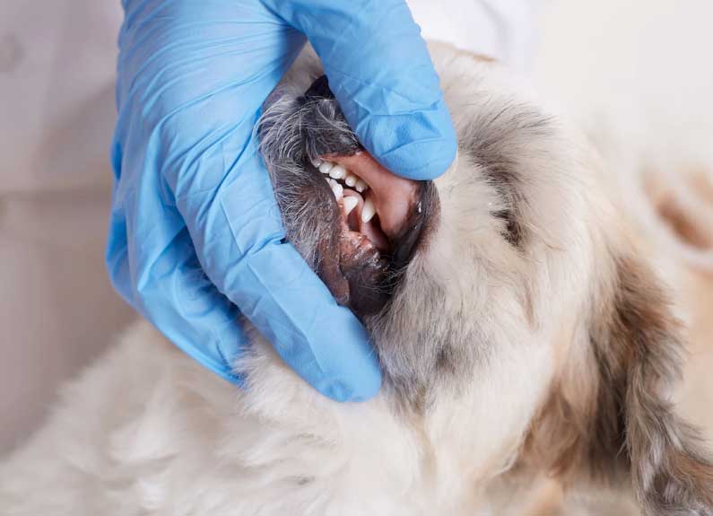 como cuidar dos dentes do cachorro