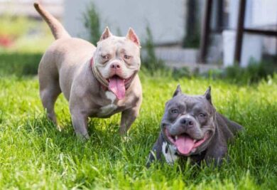 Dois cães American Bully - Foto: Freepik