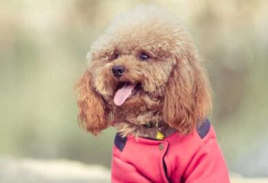 Cão de roupa - Foto: Freepik