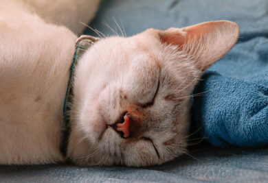 Gato dormindo - Foto: Freepik