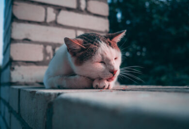 Gato dormindo - Foto: Freepik