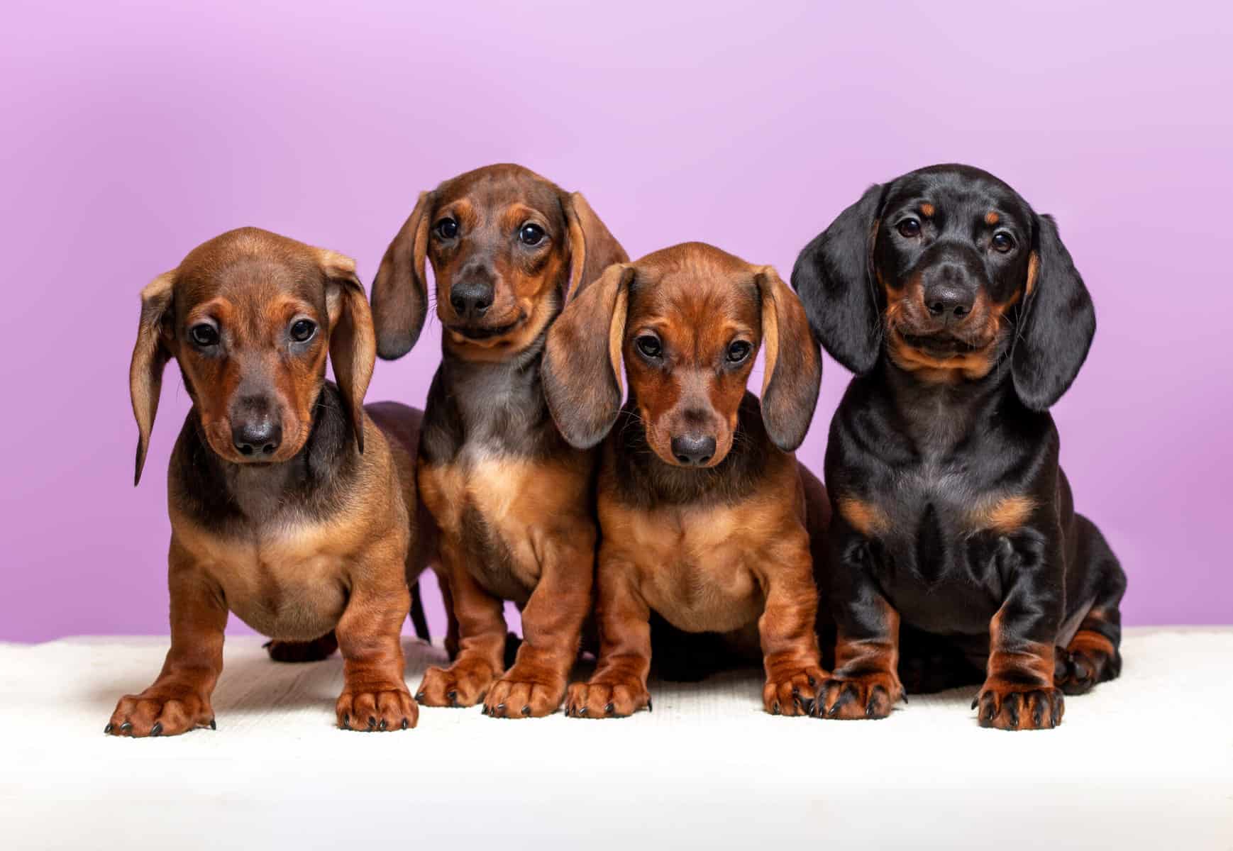 many-dachshund-puppies-sitting-alltogether