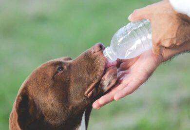 Cachorro bebendo água - Foto: Freepik