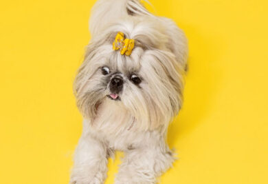 Não use secador para secar os pelos do seu cachorro, caso ele tenha medo - Foto: Freepik