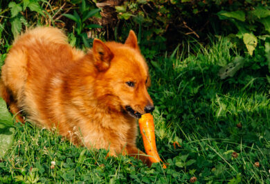 Pet. A red-haired dog. Finnish spitz. The background is a bare bed. Hunting, service Karelo-Finnish nimble dog. Karelian bear dog eats vitamin carrots.