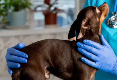 Se o ouvido do cachorro molhar, procure ajuda veterinária - Foto: Freepik