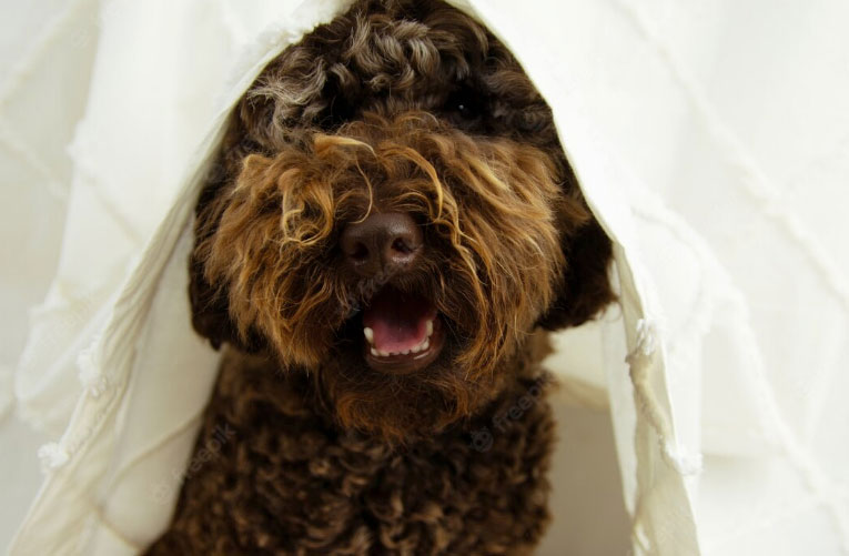 cão embaixo da toalha