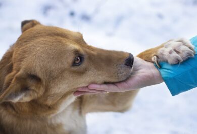 A closeup shot of a brown dog underneath snowy weather holding a woman's hand
