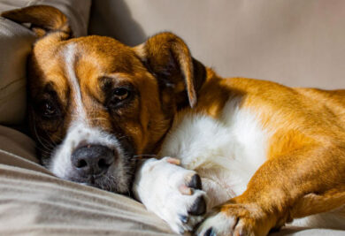 Cão deitado no sofá - Foto: Freepik