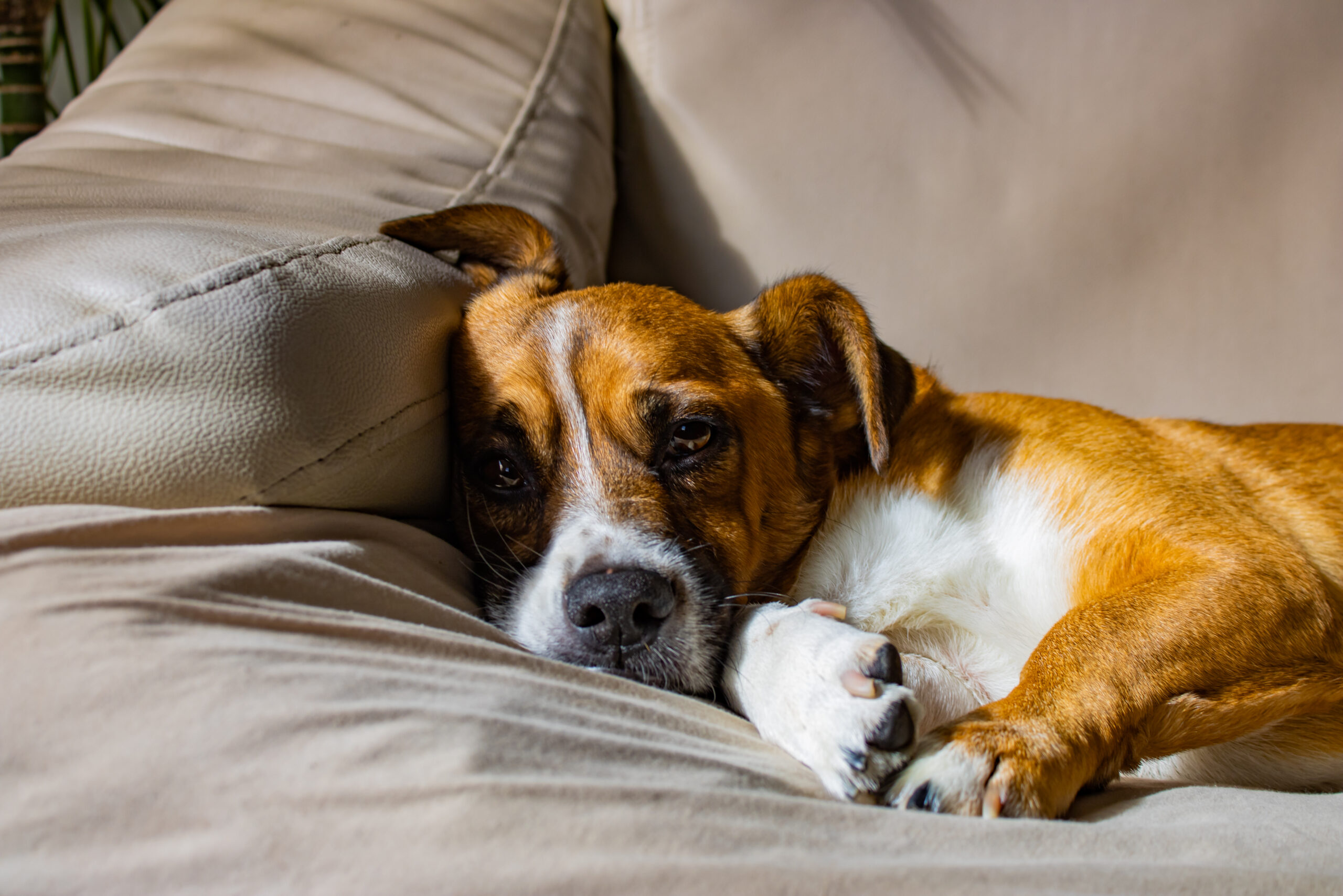 closeup-shot-cute-jack-russell-terrier-dog-laying-sofa