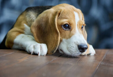 Hungry pleading look of the beagle puppy in the direction of the wooden table. Pretty thoroughbred dog begs