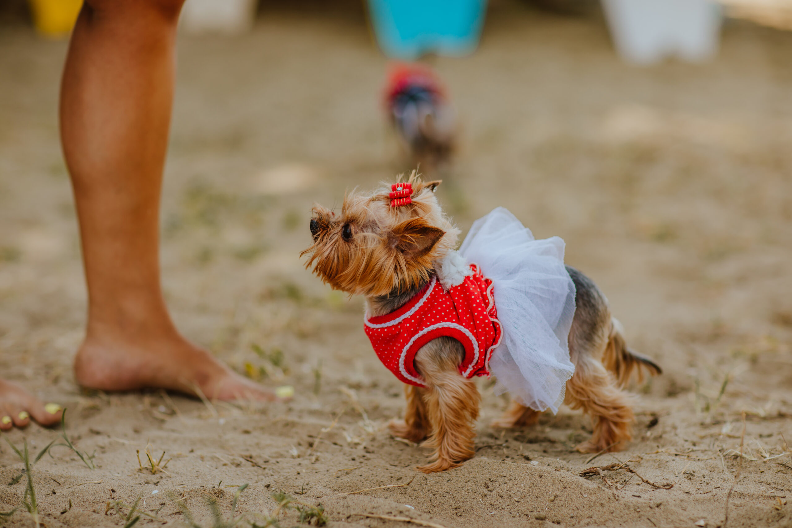 Yorkshire terrier in summer dress on the sand beach.