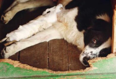 Cão deitado dentro da casinha - Foto: Freepik