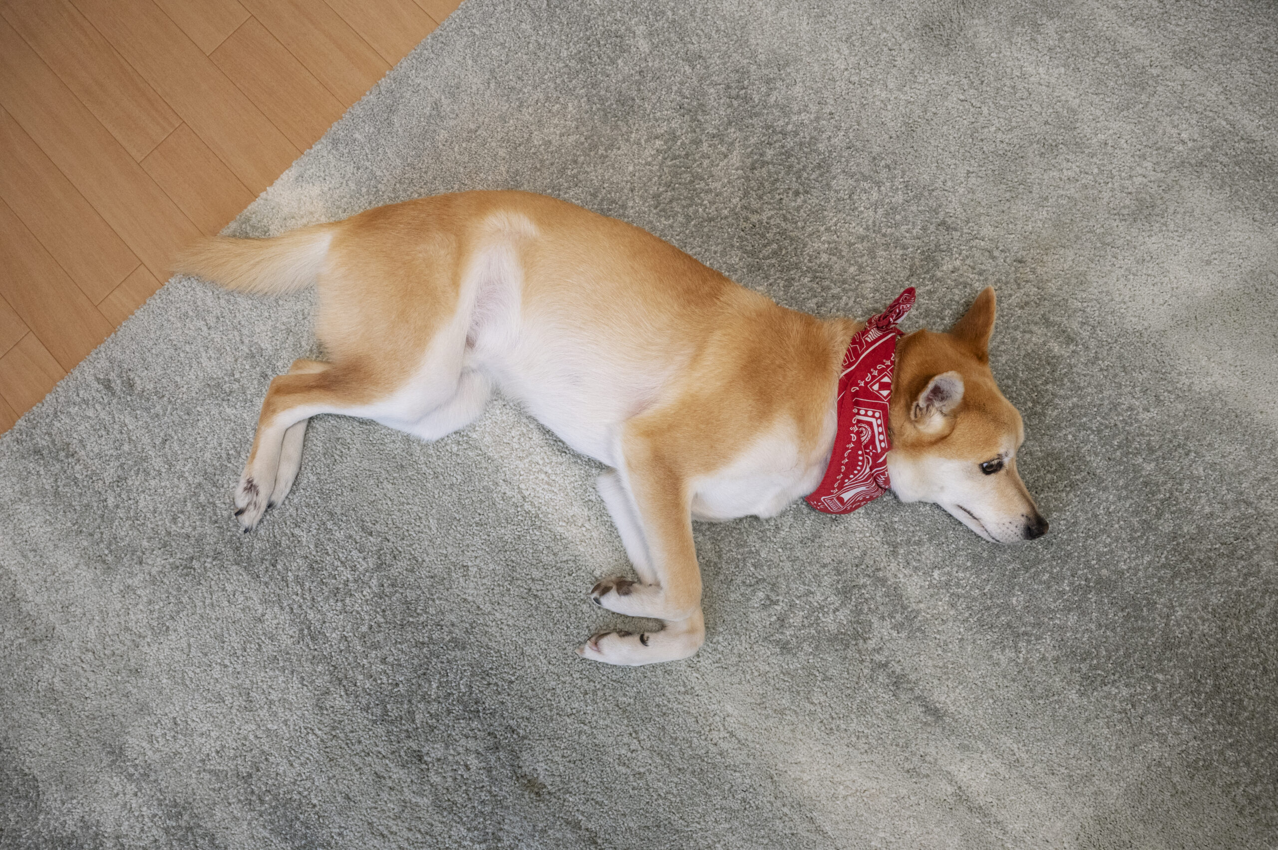 shiba-inu-dog-relaxing-carpet