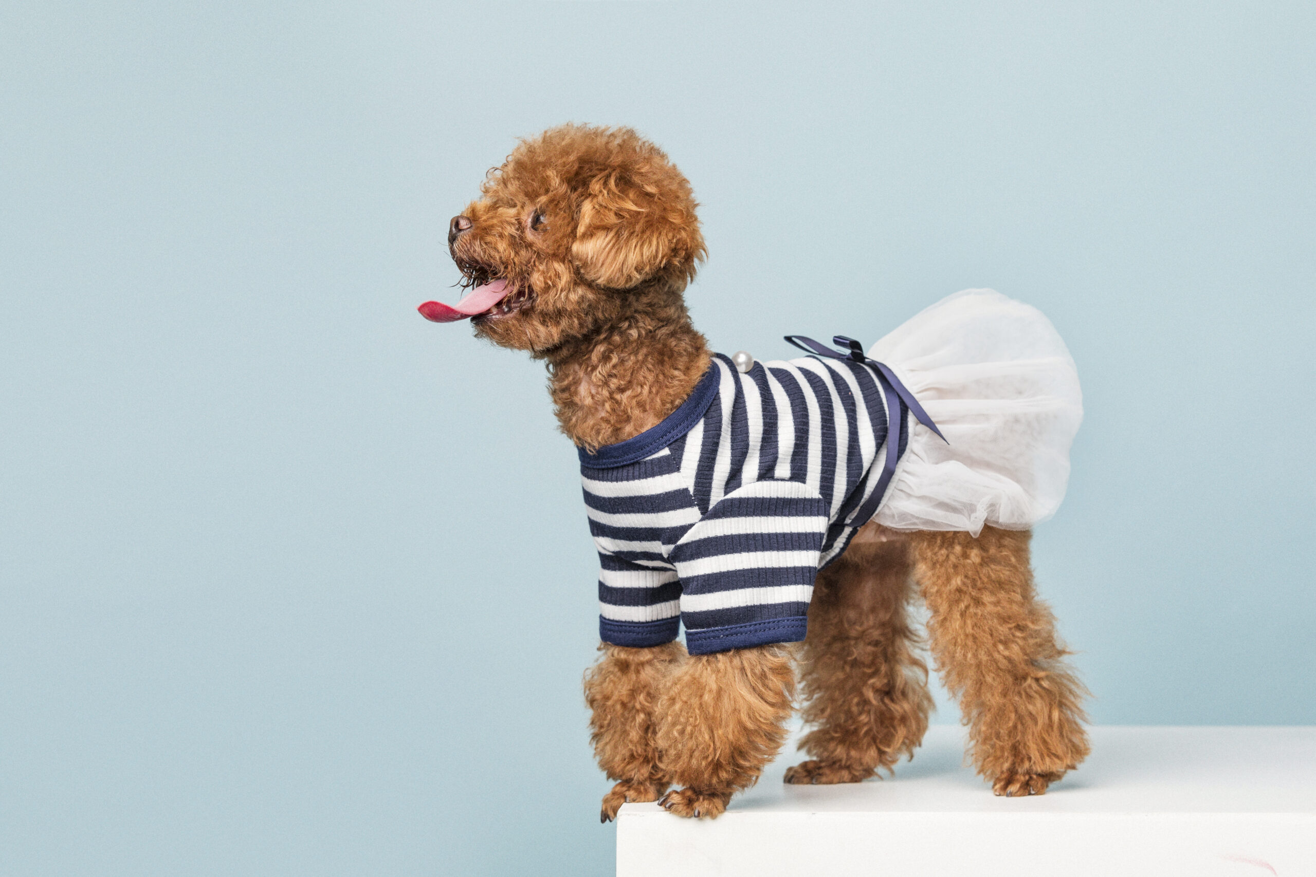 Adorable little poodle with a cute striped shirt and a white skirt on a blue background
