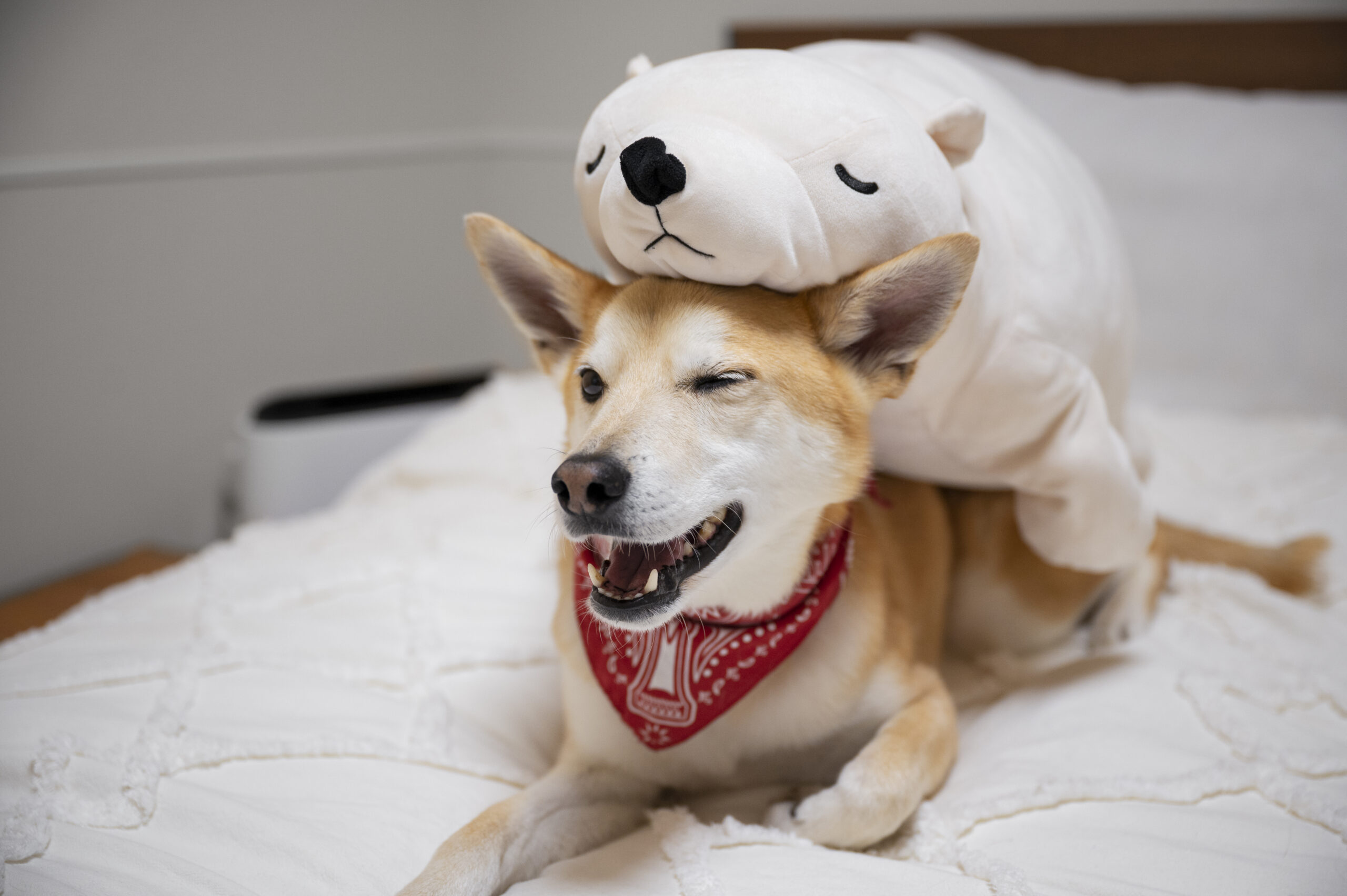 shiba-inu-dog-relaxing-bed