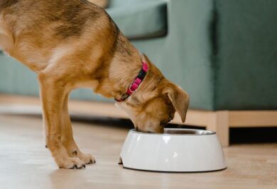 Cachorro comendo na tigela - Foto: Canva