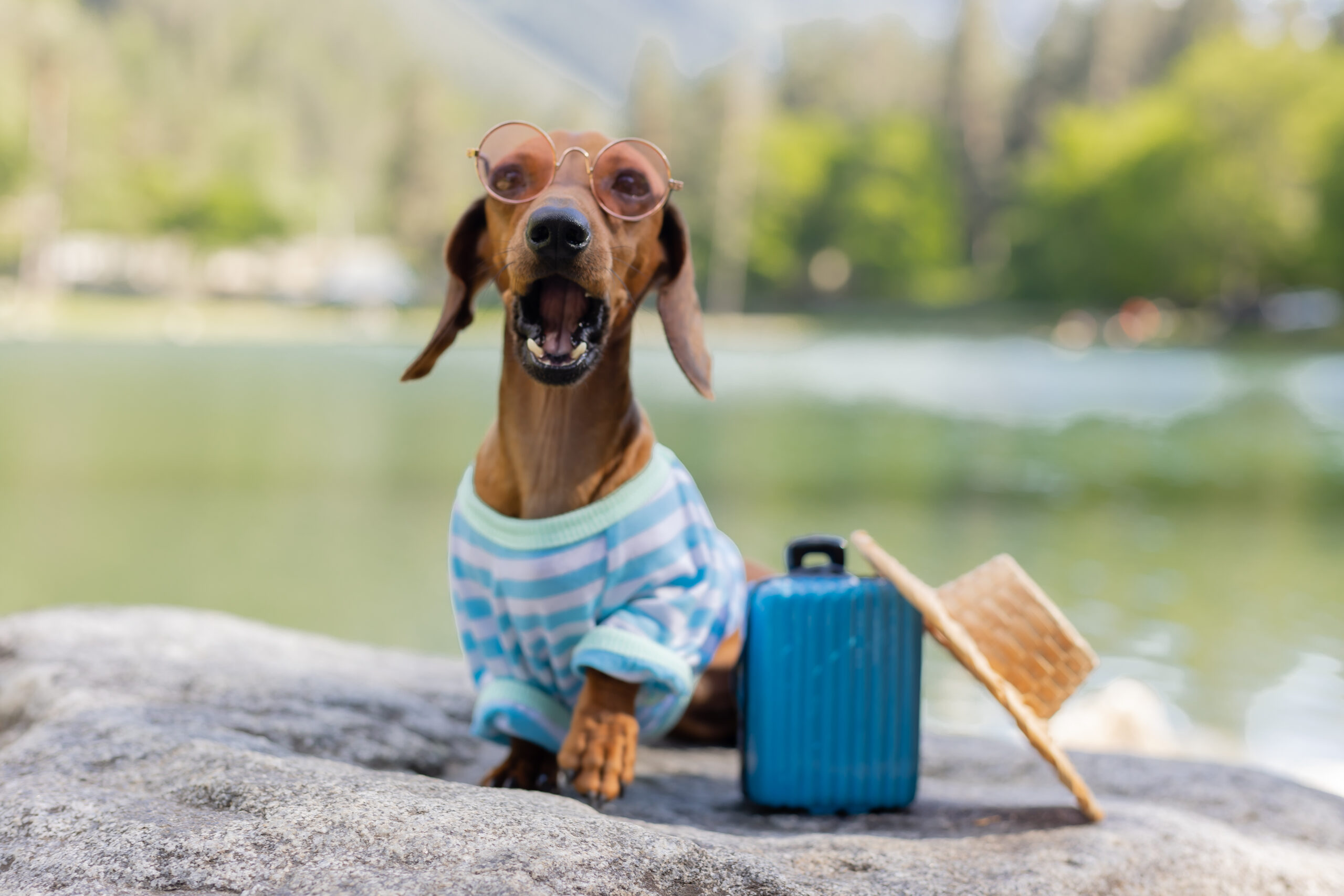 cute dachshund dog on a trip. a dachshund dog in sunglasses, a straw hat and summer clothes is sitting near the water with a suitcase on the sea. holidays with pets
