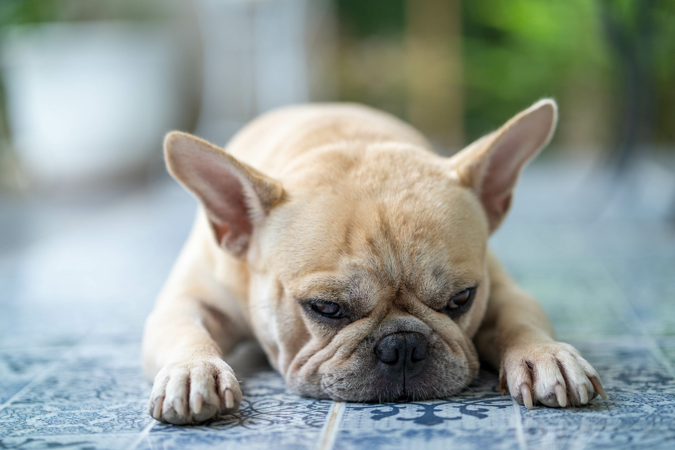 cute-french-bulldog-lying-floor-outdoor
