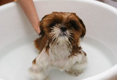 Cachorro dentro da banheira - Foto: Canva
