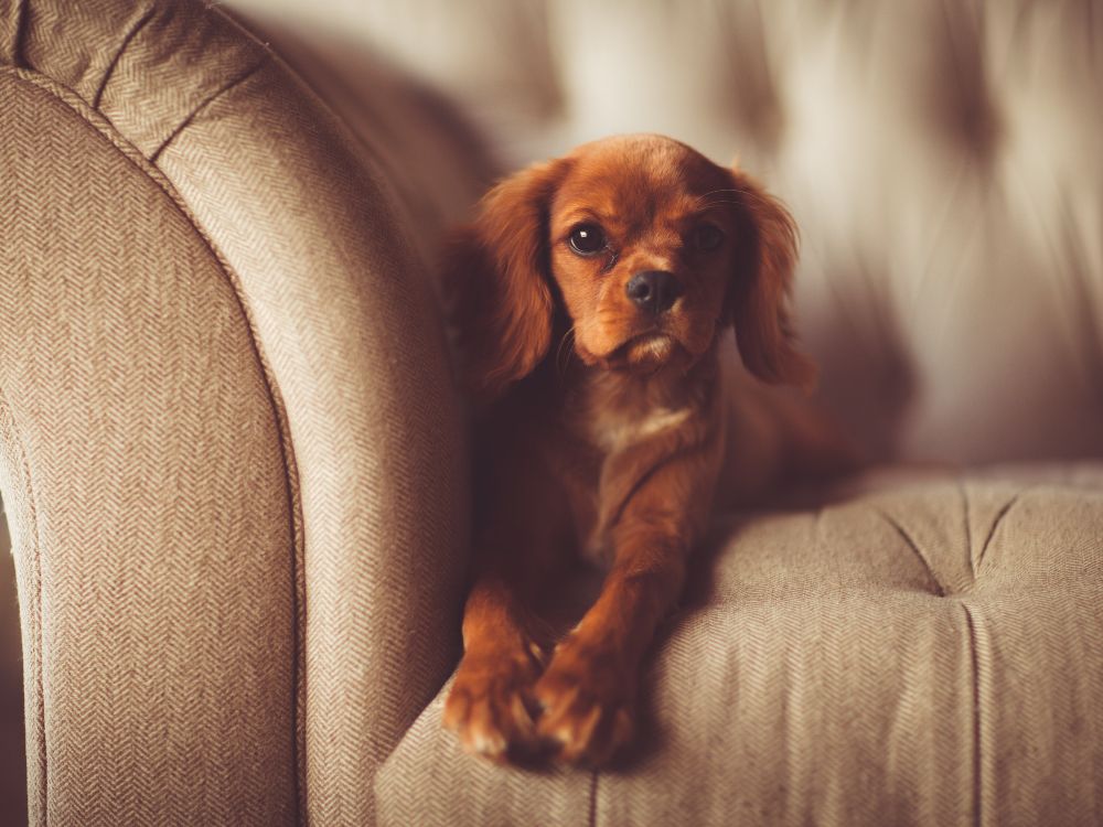 cão no sofá