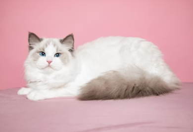 Gato branco - Foto: Freepik