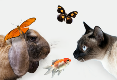 Gatos e coelhos - Foto: Freepik