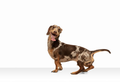 Movement. Cute sweet puppy of Dachshund brown dog or pet posing isolated on white background. Concept of motion, pets love, animal life. Looks happy, funny. Copyspace for ad. Playing, running.