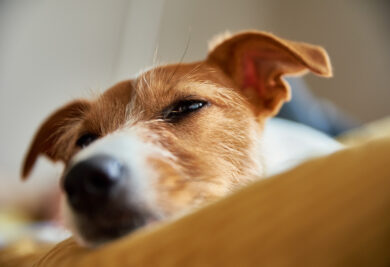 Sad tired dog in his bed. Sleeping Jack Russell terrier. Alone pet wait for his owner