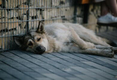 Cão deitado desanimado - Foto: Canva