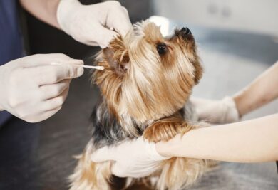 Examinando o ouvido do cachorro no veterinário - Foto: Canva