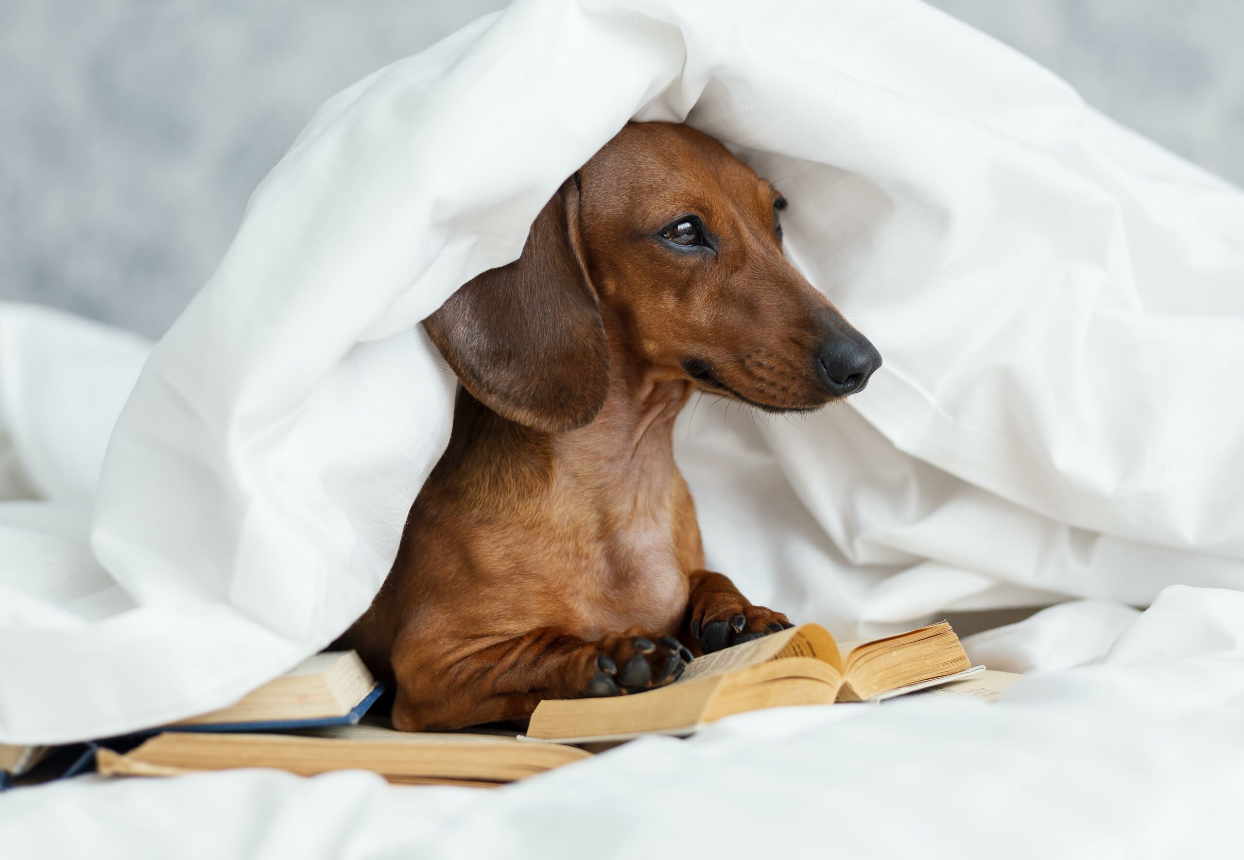 adorable-dog-bed-with-books