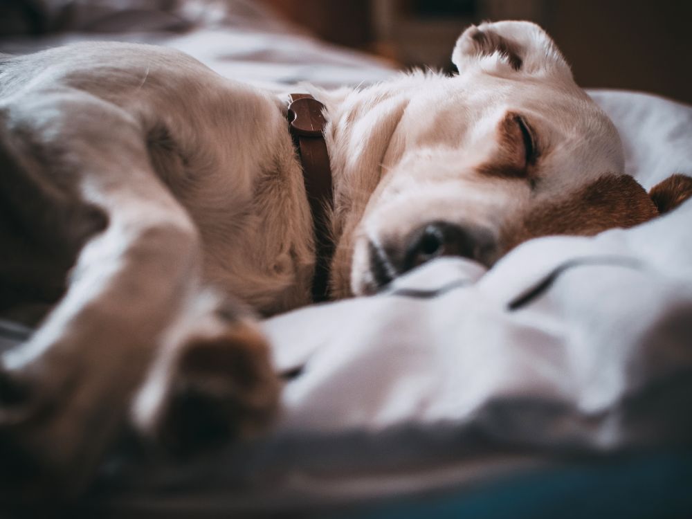 como ajudar o cão a dormir melhor