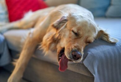 Cão deitado com a língua de fora - Foto: Canva