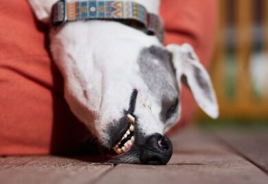 Cachorro deitado com os dentes aparecendo - Foto: Canva