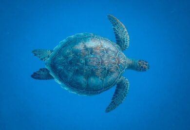 tartaruga - Foto: Pexels