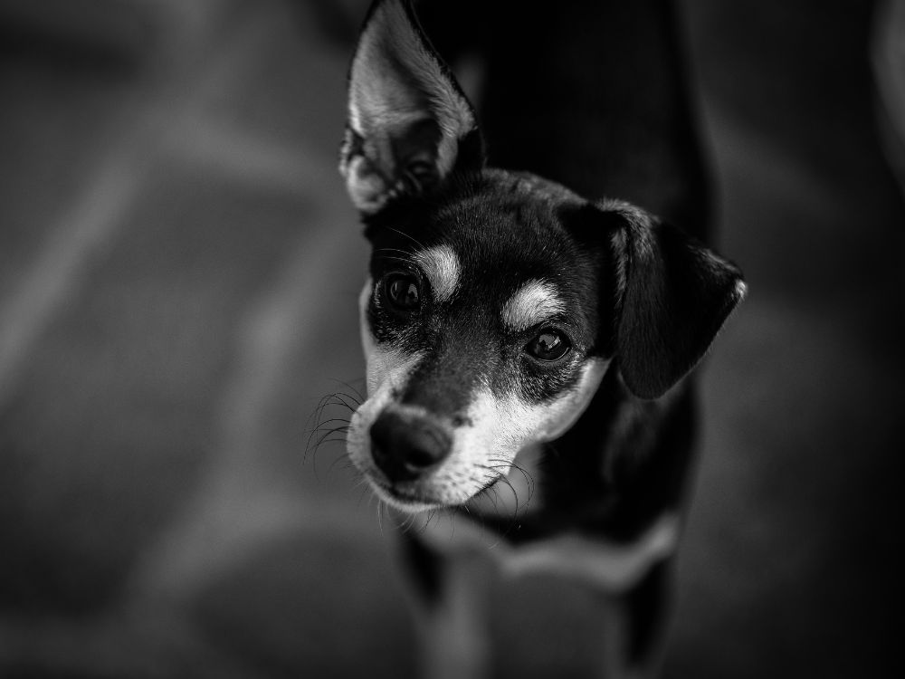 foto de cachorro em preto e branco