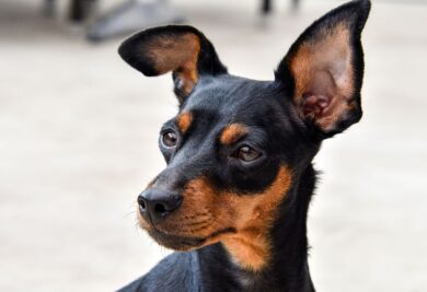 O Pinscher é um cachorro de pelo curto que requer alguns cuidados - Foto: Canva