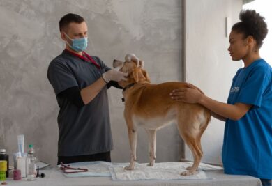 A castração canina é um fator benéfico muito grande para os cães - Foto: Canva