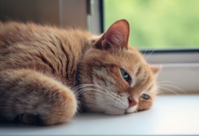 Gato triste - Foto: Pixabay