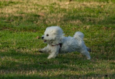 Cachorro correndo loucamente no quintal - Foto: Canva