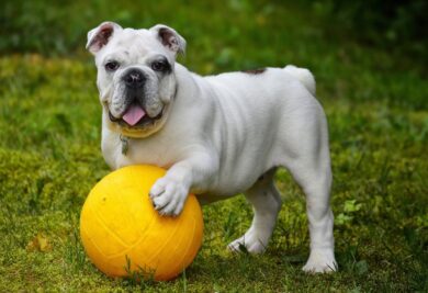 Cachorro com a bola - Foto: Canva