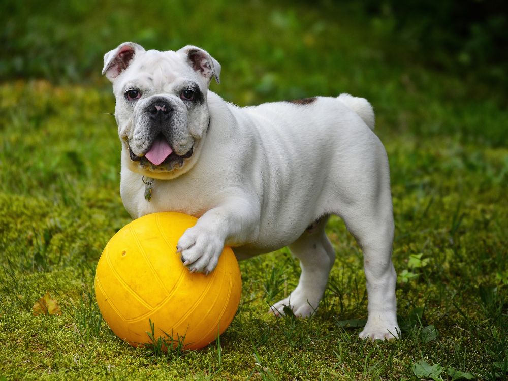 cão e a bola