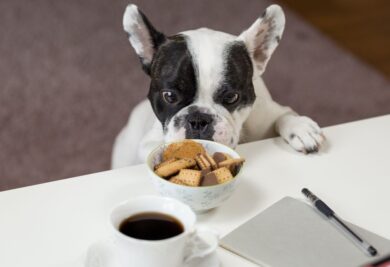 Cachorro quase pegando os biscoitos do tutor - Foto: Canva