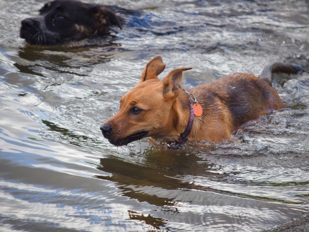 hidroterapia para cães