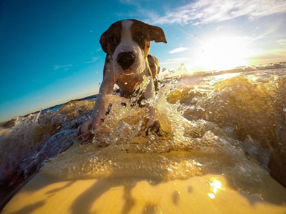 hidroterapia para cães