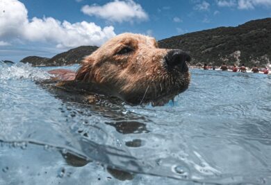 Cachorro nadando - Foto: Canva