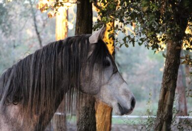 cavalo árabe - Foto: Pixabay