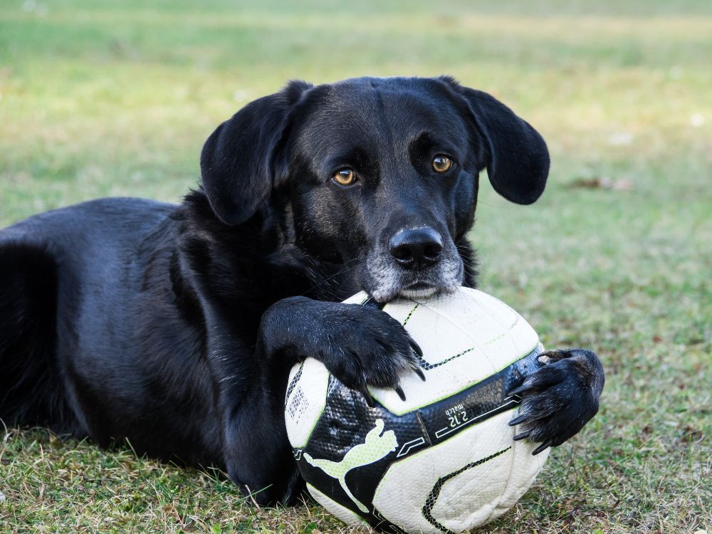 cão abraçando a bola