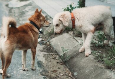 Dois cães socializando - Foto: Canva